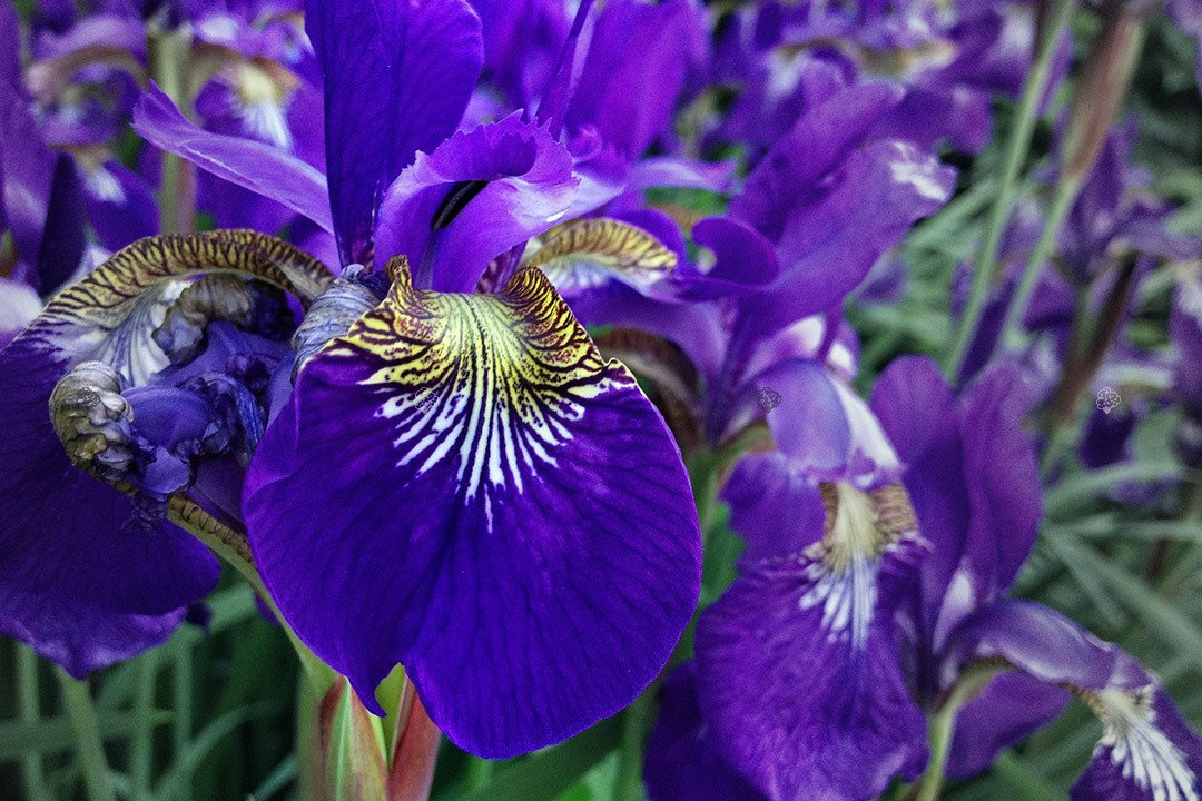 Kosaciec blady Variegata Iris pallida P9