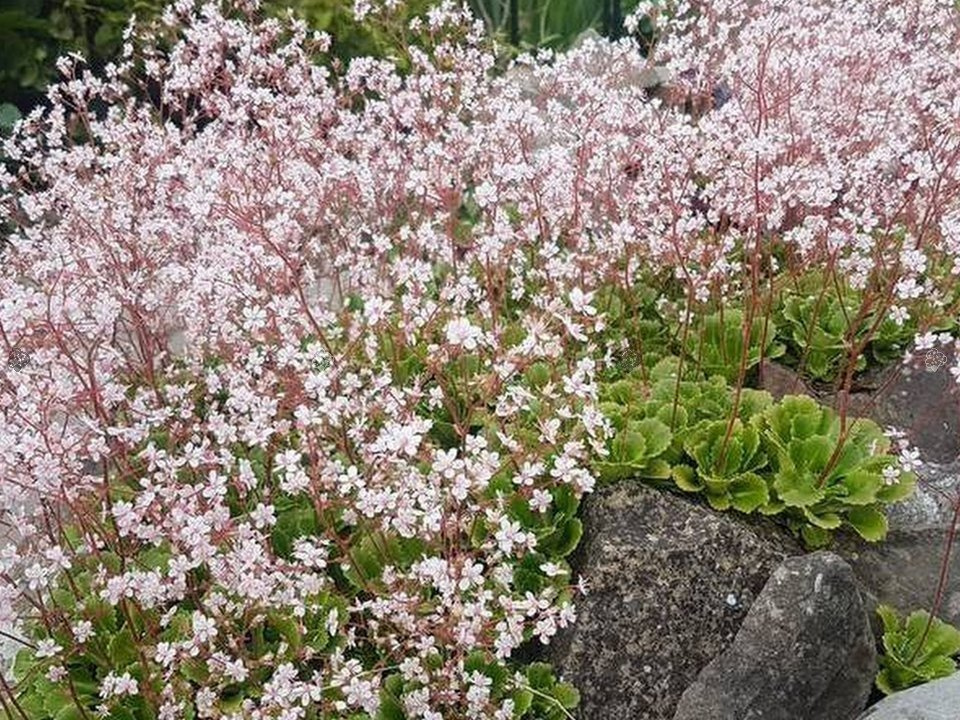 Skalnica cienista Saxifraga umbrosa P9