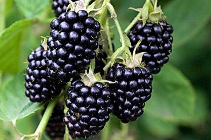 Jeżyna bezkolcowa Loch Ness Rubus fruticosus P9