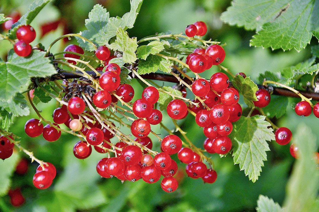 Porzeczka czerwona Ribes rubrum C2