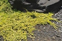 Jałowiec płożący Golden Carpet Juniperus horizontalis C2