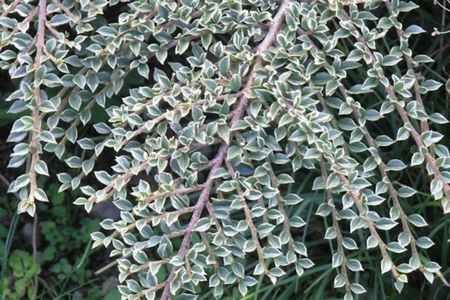 Irga purpurowa Variegatus Cotoneaster atropurpureus C2