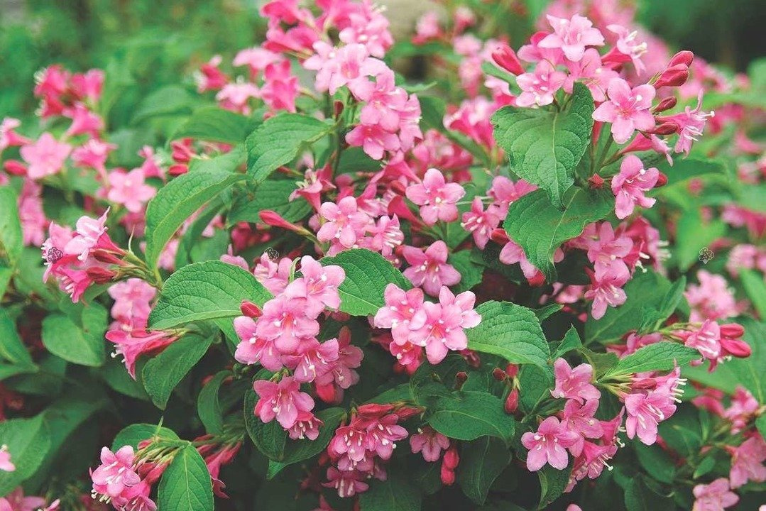 Krzewuszka Styriaca Weigela C2