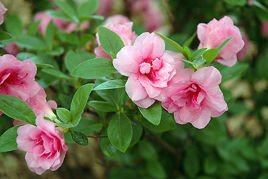 Azalia japońska Rosebud Rhododendron obtusum C2