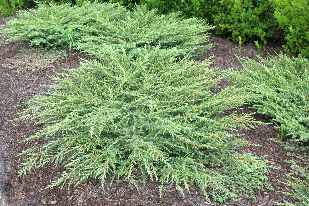 Jałowiec pospolity Green Carpet Juniperus communis P9