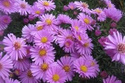Aster krzaczasty Marjorie Aster dumosus P9