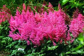 Tawułka Anita Pfeifer Astilbe arendsii P9