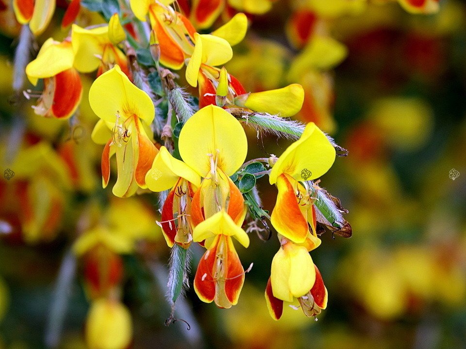 Żarnowiec Firefly Cytisus C3