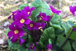Pierwiosnek Wanda Primula juliana P9