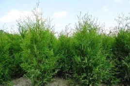 Tuja Brabant Thuja occidentalis P9
