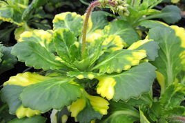 Skalnica cieniolubna Variegata Saxifraga urbium P9