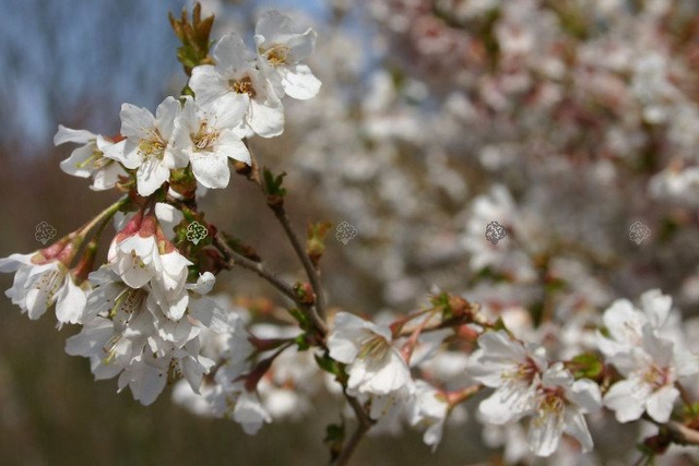 Wiśnia wczesna Kojou-no-mai Prunus incisa C2