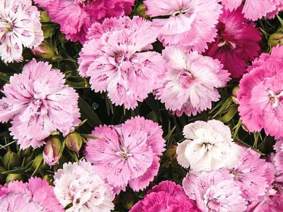 Goździk pierzasty Magic Dianthus plumarius P9