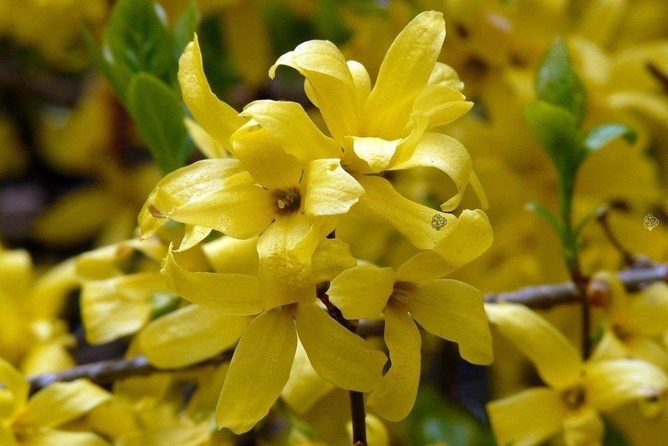 Forsycja pośrednia Golden Times Forsythia intermedia P9