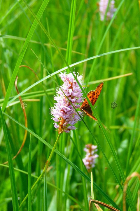 Rdest wężownik Persicaria bistorta P9