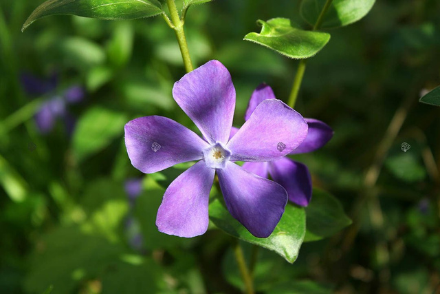 Barwinek pospolity Vinca minor P9