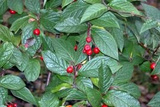 Irga pomarszczona Cotoneaster bullatus P9