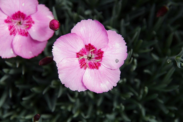 Floks wiechowaty Bright Eyes Phlox paniculata C3