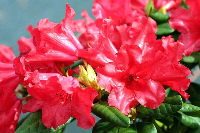 Różanecznik forresta Scarlet Wonder Rhododendron forrestii C2