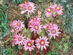 Rojnik górski Sempervivum montanum P9