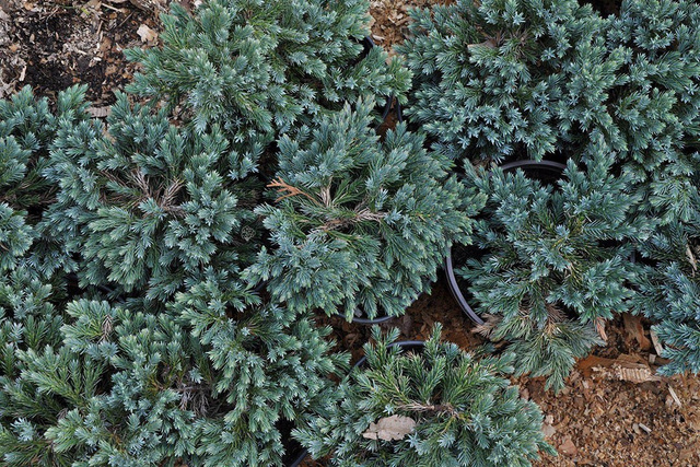 Jałowiec łuskowaty Blue Star Juniperus squamata C5