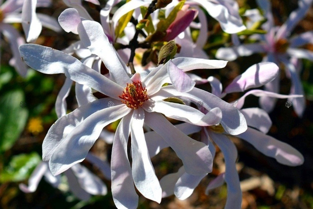Magnolia gwiaździsta Rosea Magnolia stellata C2