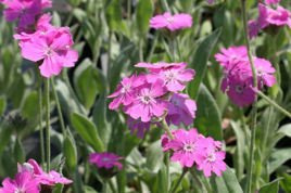Firletka jowiszowa Peggy Lychnis flos-jovis nana P9