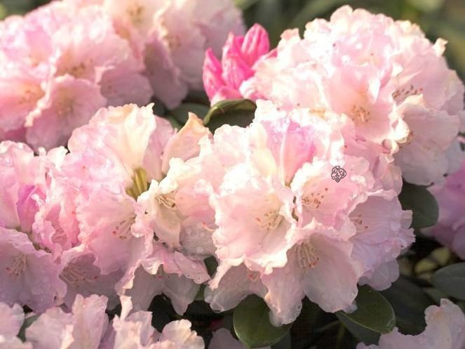 Różanecznik jakuszimański Silberwolke Rhododendron yakushimanum C2