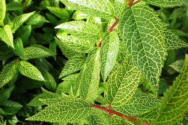 Forsycja zielona Kumson Forsythia viridissima P9