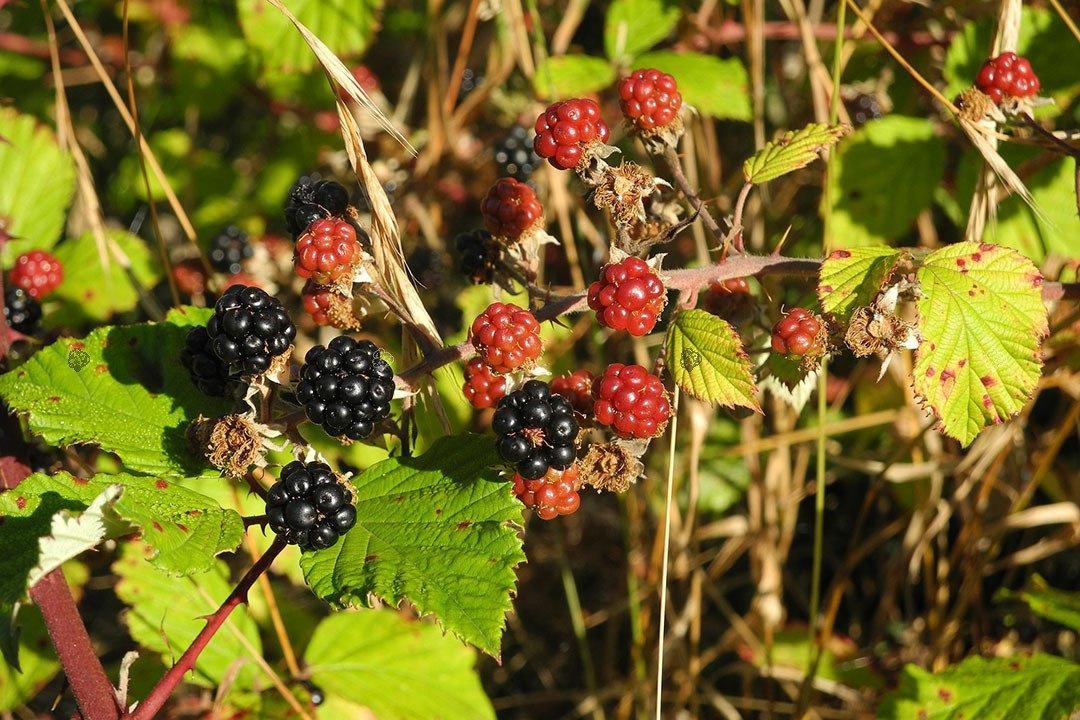 Jeżyna bezkolcowa Gazda Rubus fruticosa C2