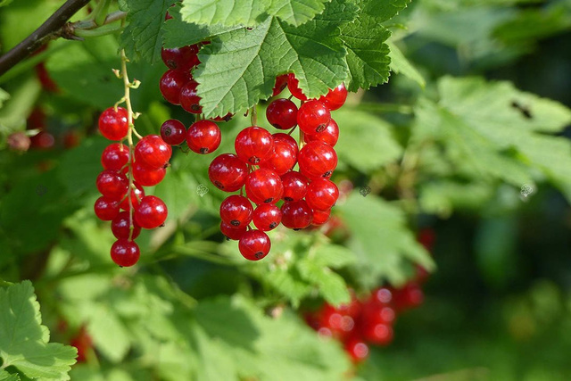 Porzeczka czerwona Jonkheer van Tets Ribes rubrum C2