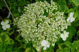 Hortensja pnąca Mirranda Hydrangea anomala C5