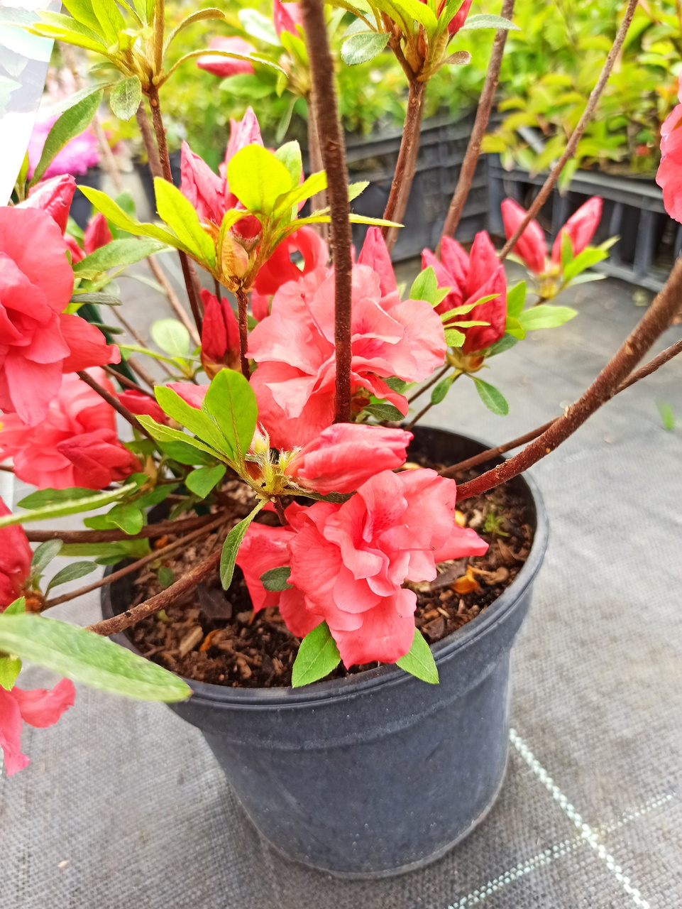 Azalia japońska Cherie Rhododendron obtusum C2