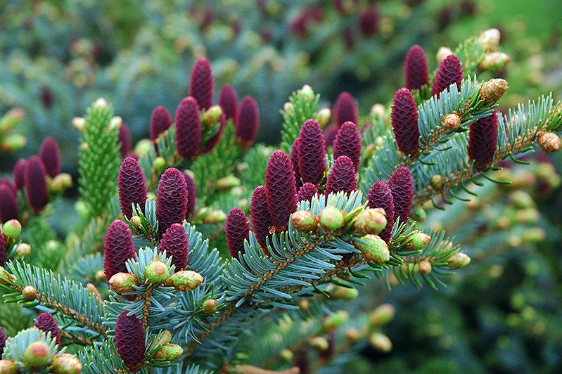 Świerk pospolity Acrocona Picea abies C2