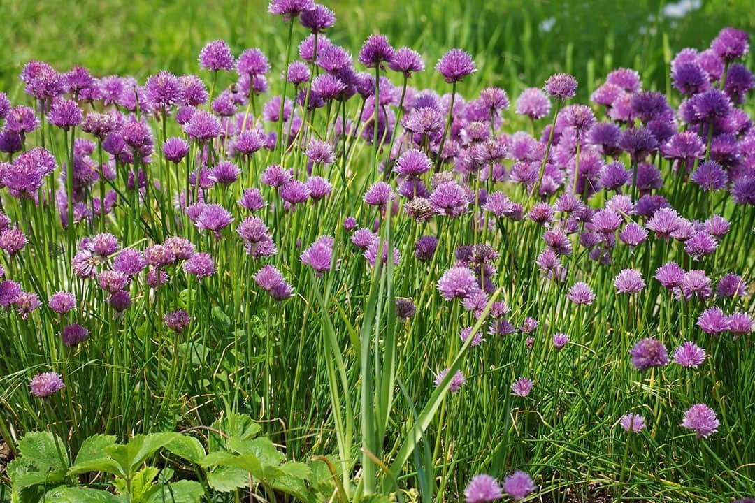 Czosnek szczypiorek Allium schoenoprasum P9