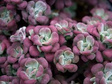 Rozchodnik kaukaski Purpureum Winter Sedum spurium P9