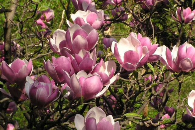 Magnolia Soulange'a  Magnolia soulangeana 