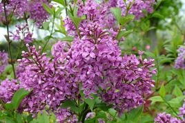 Lilak chiński Saugeana Syringa chinensis C2