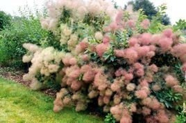 Perukowiec podolski Young Lady PBR Cotinus coggygria C2