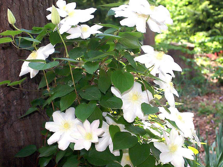 Powojnik Marie Boisselot Clematis C2