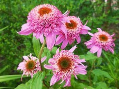 Jeżówka Pink Double Delight PBR Echinacea hybrida C2