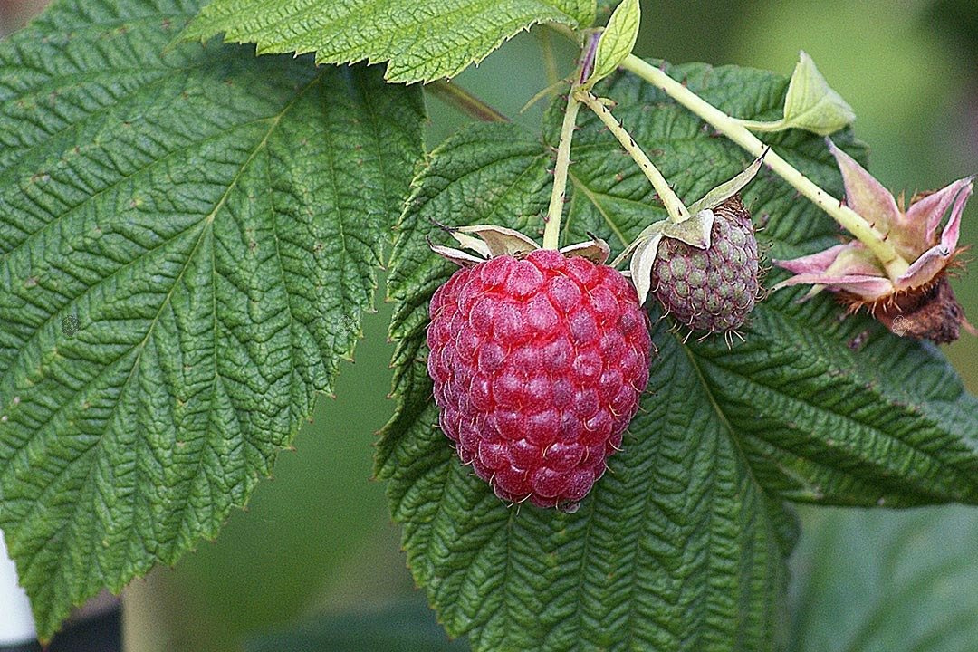 Malina Polka PBR Rubus idaeus