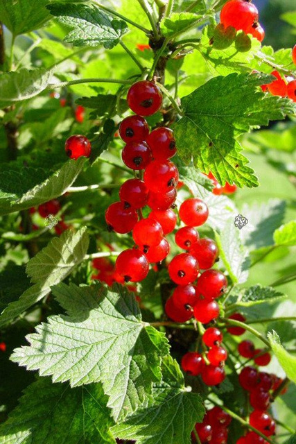 Porzeczka czerwona Jonkheer van Tets Ribes rubrum C2