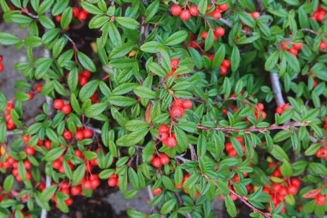 Irga wierzbolistna Repens Cotoneaster salicifolius P9