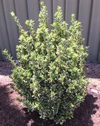 Trzmielina japońska Gold Rocket PBR Euonymus japonicus C3