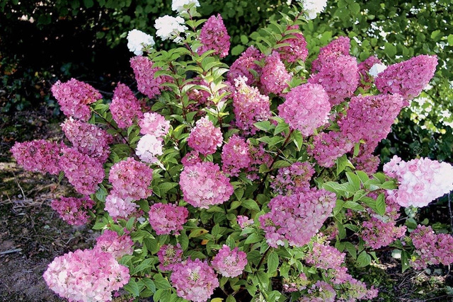 Hortensja bukietowa Sundae Fraise PBR Hydrangea paniculata C5