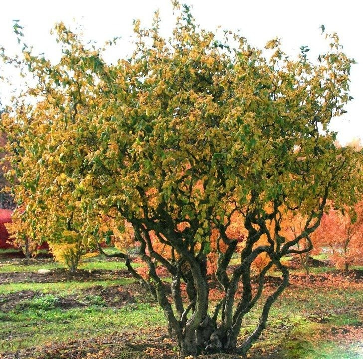 Leszczyna pospolita Contorta Corylus avellana C5