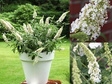 Budleja White Chip PBR Buddleja