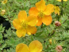 Pięciornik krzewiasty Annette Potentilla fruticosa P9