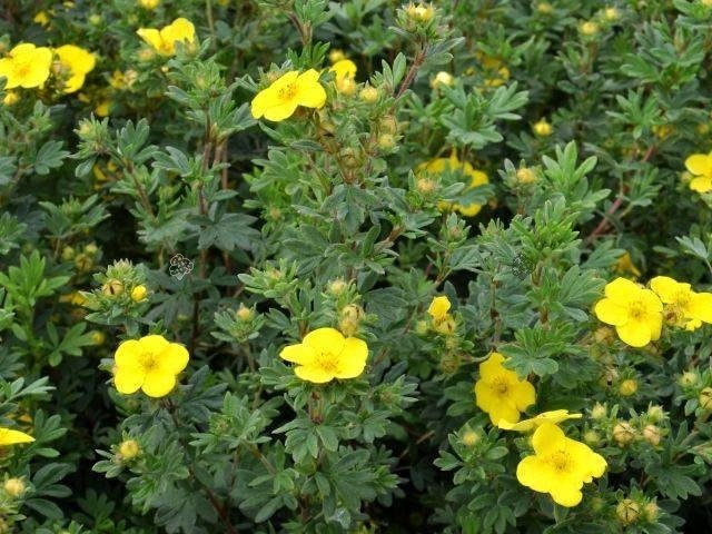 Pięciornik krzewiasty Goldteppich Potentilla fruticosa P9